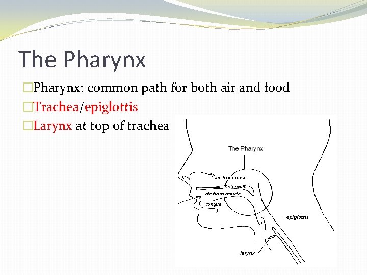The Pharynx �Pharynx: common path for both air and food �Trachea/epiglottis �Larynx at top