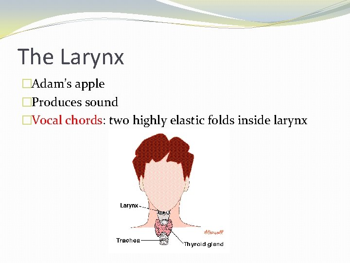 The Larynx �Adam’s apple �Produces sound �Vocal chords: two highly elastic folds inside larynx