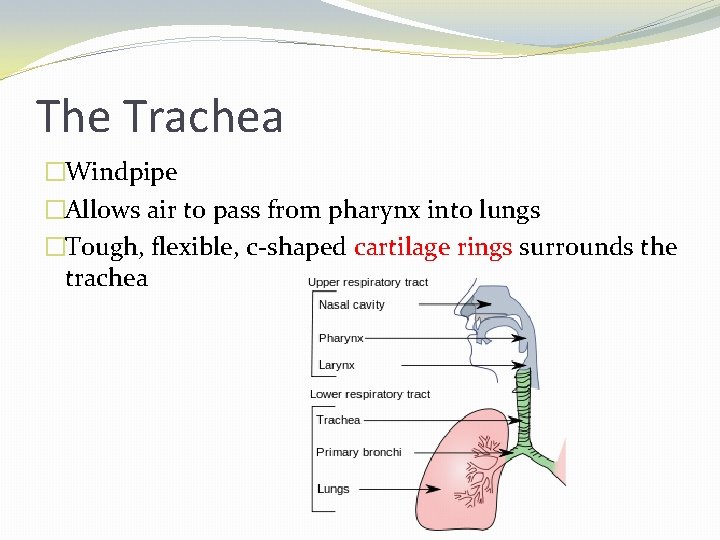 The Trachea �Windpipe �Allows air to pass from pharynx into lungs �Tough, flexible, c-shaped