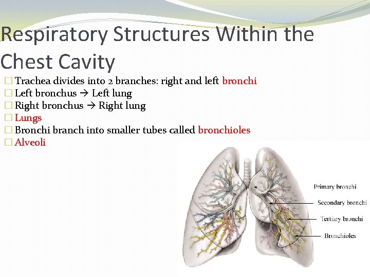 Respiratory Structures Within the Chest Cavity � Trachea divides into 2 branches: right and
