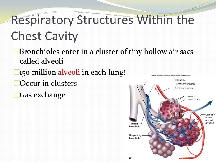 Respiratory Structures Within the Chest Cavity �Bronchioles enter in a cluster of tiny hollow