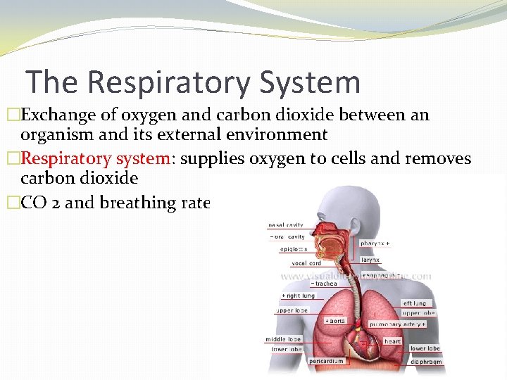 The Respiratory System �Exchange of oxygen and carbon dioxide between an organism and its