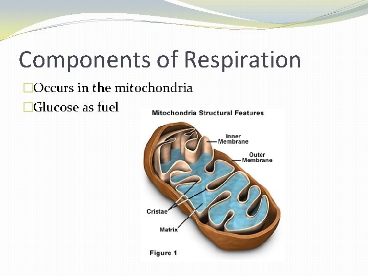 Components of Respiration �Occurs in the mitochondria �Glucose as fuel 