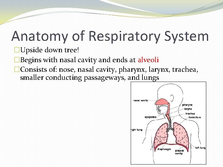Anatomy of Respiratory System �Upside down tree! �Begins with nasal cavity and ends at