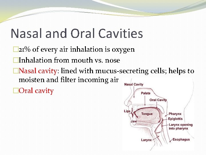 Nasal and Oral Cavities � 21% of every air inhalation is oxygen �Inhalation from
