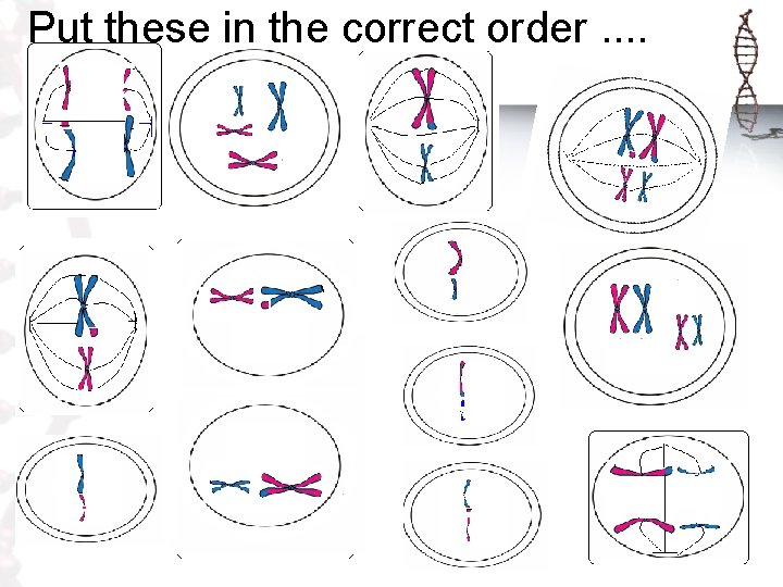 Put these in the correct order. . 