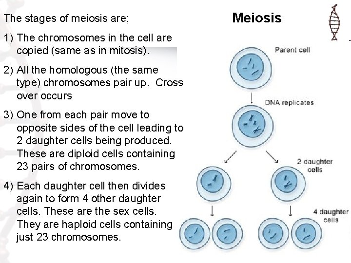 The stages of meiosis are; 1) The chromosomes in the cell are copied (same