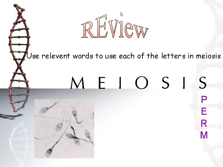 Use relevent words to use each of the letters in meiosis M E I