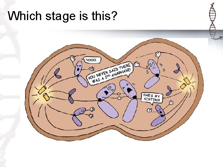 Which stage is this? 