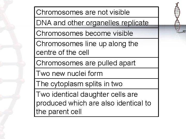 Chromosomes are not visible DNA and other organelles replicate Chromosomes become visible Chromosomes line