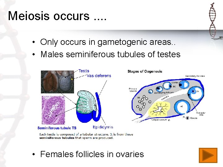 Meiosis occurs. . • Only occurs in gametogenic areas. . • Males seminiferous tubules