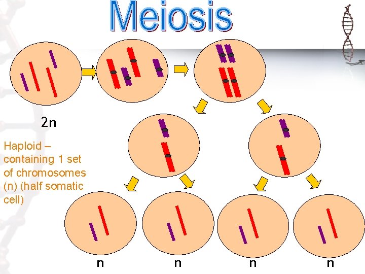 2 n Haploid – containing 1 set of chromosomes (n) (half somatic cell) n
