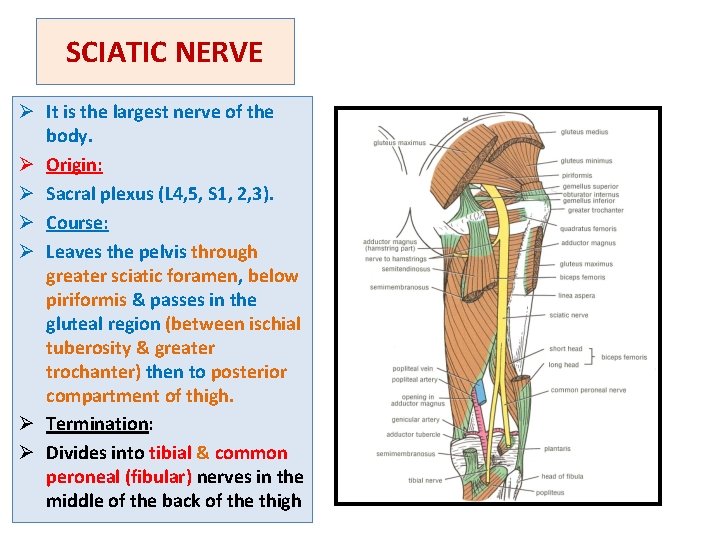 SCIATIC NERVE Ø It is the largest nerve of the body. Ø Origin: Ø