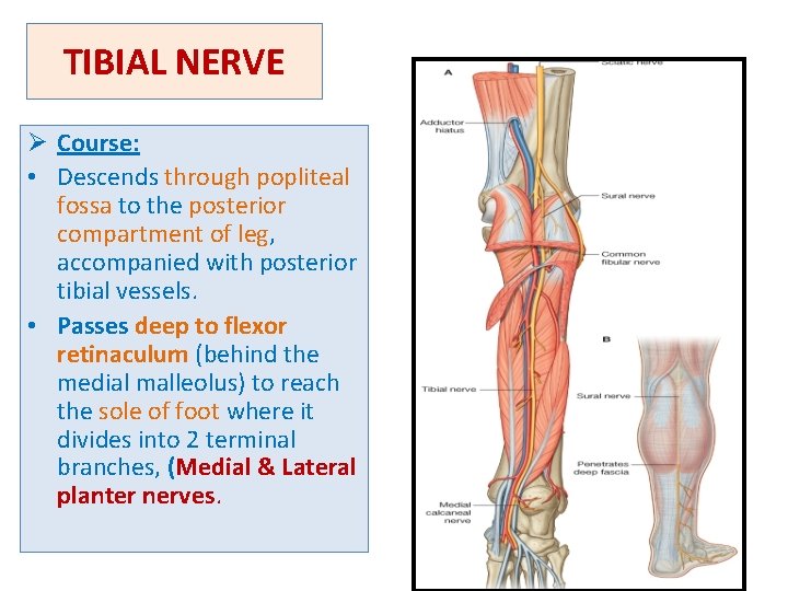 TIBIAL NERVE Ø Course: • Descends through popliteal fossa to the posterior compartment of