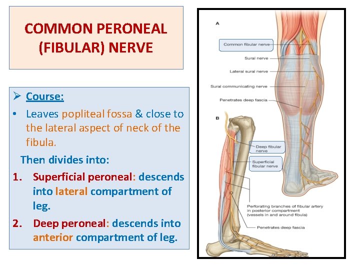 COMMON PERONEAL (FIBULAR) NERVE Ø Course: • Leaves popliteal fossa & close to the