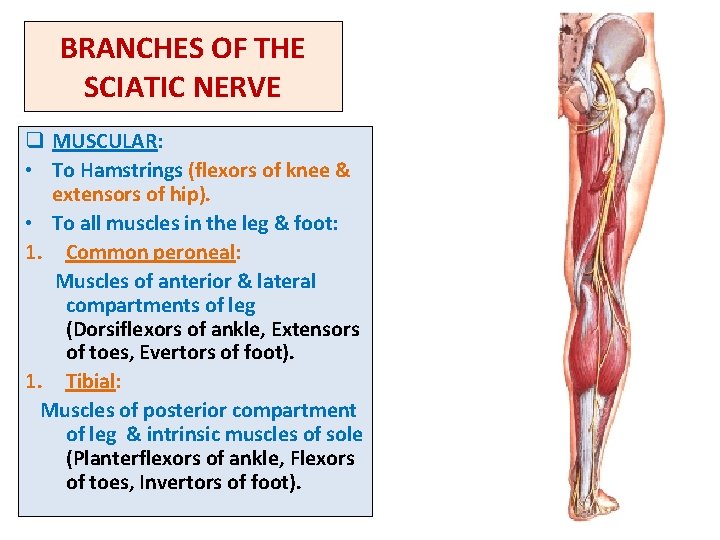 BRANCHES OF THE SCIATIC NERVE q MUSCULAR: • To Hamstrings (flexors of knee &