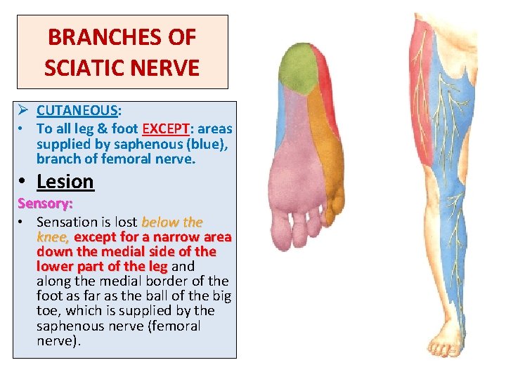 BRANCHES OF SCIATIC NERVE Ø CUTANEOUS: • To all leg & foot EXCEPT: areas