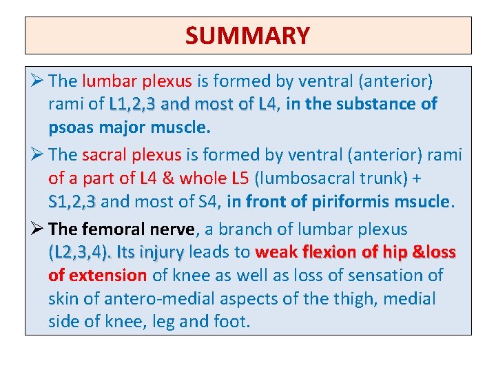 SUMMARY Ø The lumbar plexus is formed by ventral (anterior) rami of L 1,