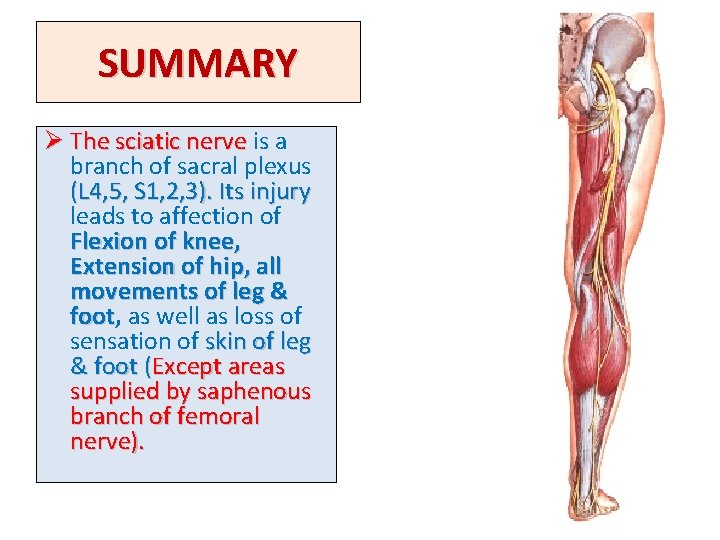 SUMMARY Ø The sciatic nerve is a branch of sacral plexus (L 4, 5,