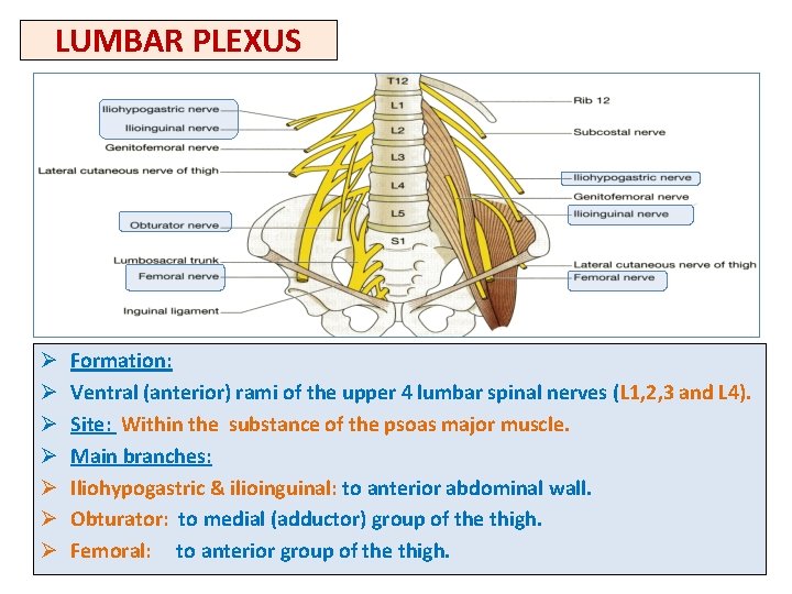 LUMBAR PLEXUS Ø Ø Ø Ø Formation: Ventral (anterior) rami of the upper 4