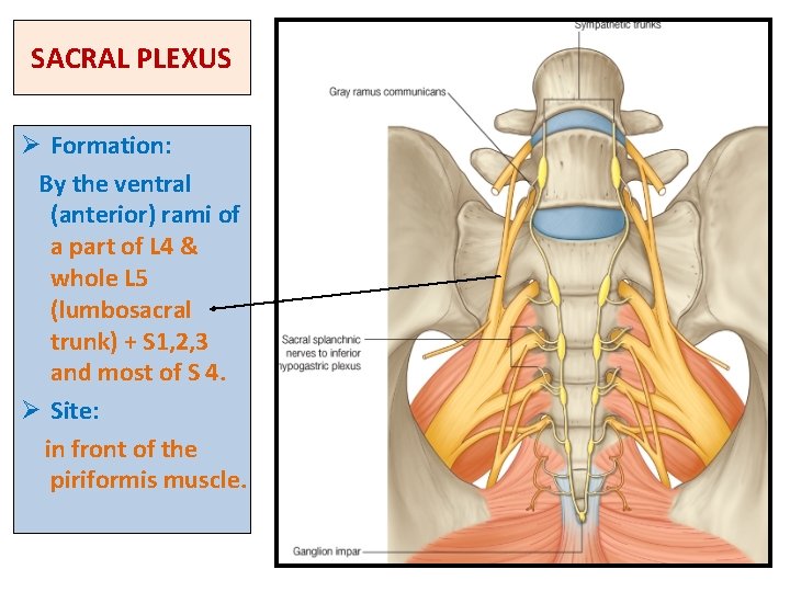 SACRAL PLEXUS Ø Formation: By the ventral (anterior) rami of a part of L