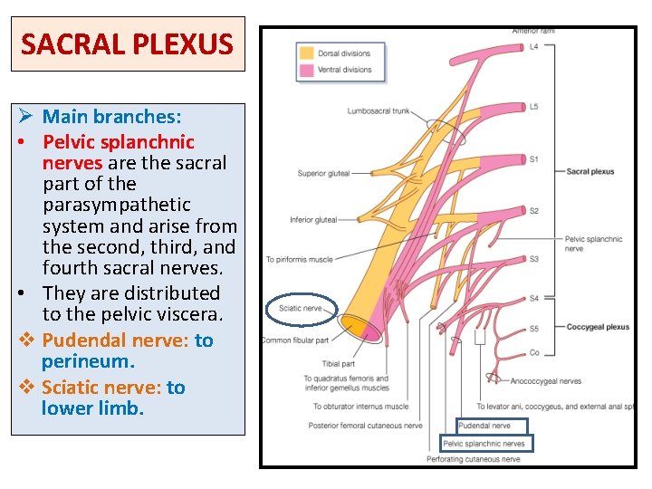 SACRAL PLEXUS Ø Main branches: • Pelvic splanchnic nerves are the sacral part of