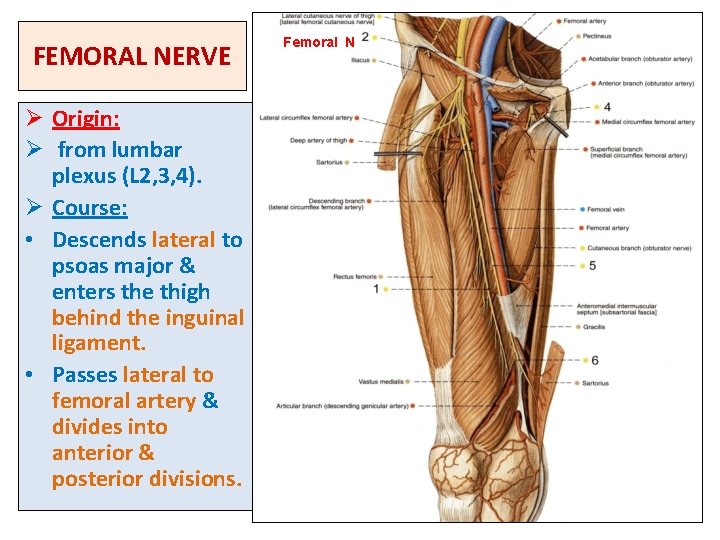 FEMORAL NERVE Ø Origin: Ø from lumbar plexus (L 2, 3, 4). Ø Course: