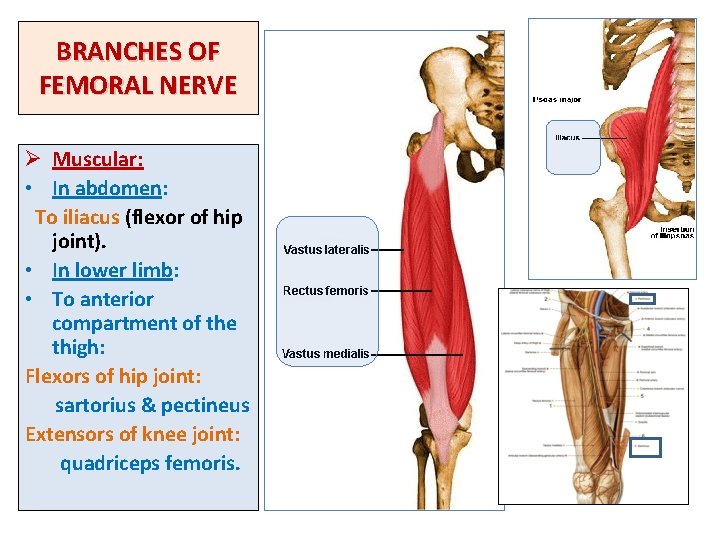 BRANCHES OF FEMORAL NERVE Ø Muscular: • In abdomen: To iliacus (flexor of hip