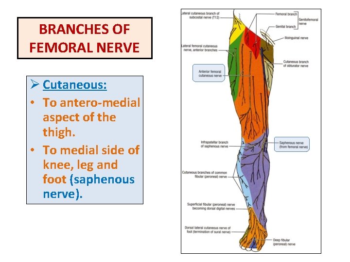 BRANCHES OF FEMORAL NERVE Ø Cutaneous: • To antero-medial aspect of the thigh. •