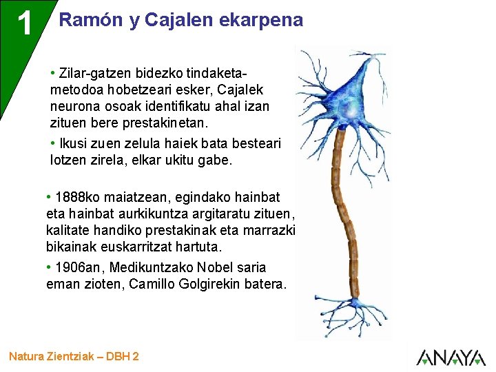 1 Ramón y Cajalen ekarpena • Zilar-gatzen bidezko tindaketametodoa hobetzeari esker, Cajalek neurona osoak