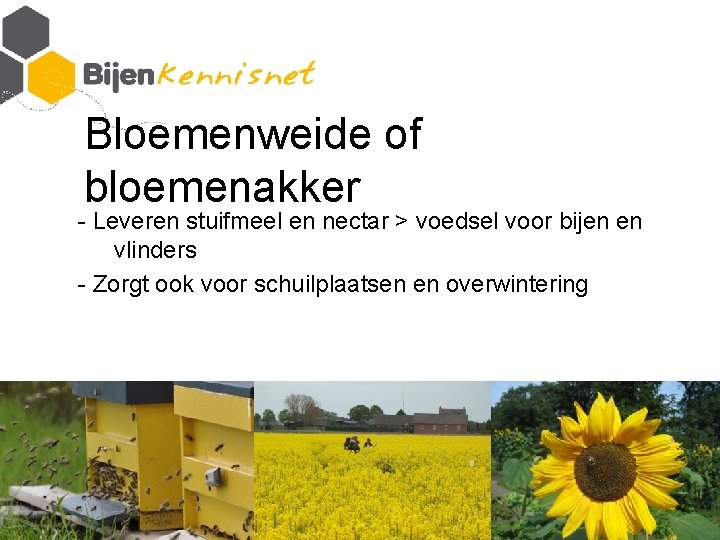 Bloemenweide of bloemenakker - Leveren stuifmeel en nectar > voedsel voor bijen en vlinders