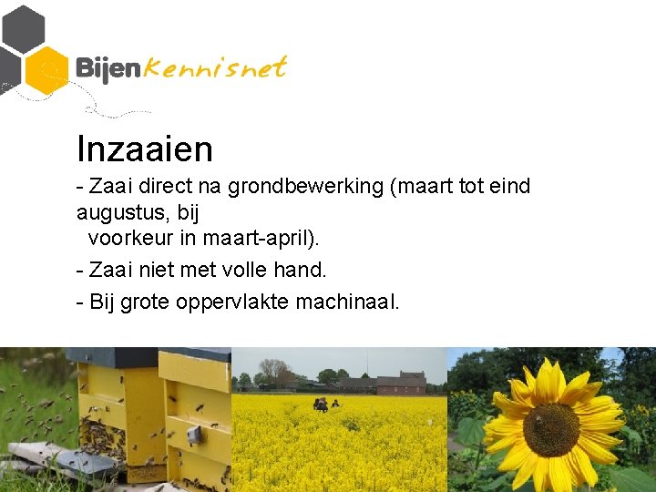 Inzaaien - Zaai direct na grondbewerking (maart tot eind augustus, bij voorkeur in maart-april).