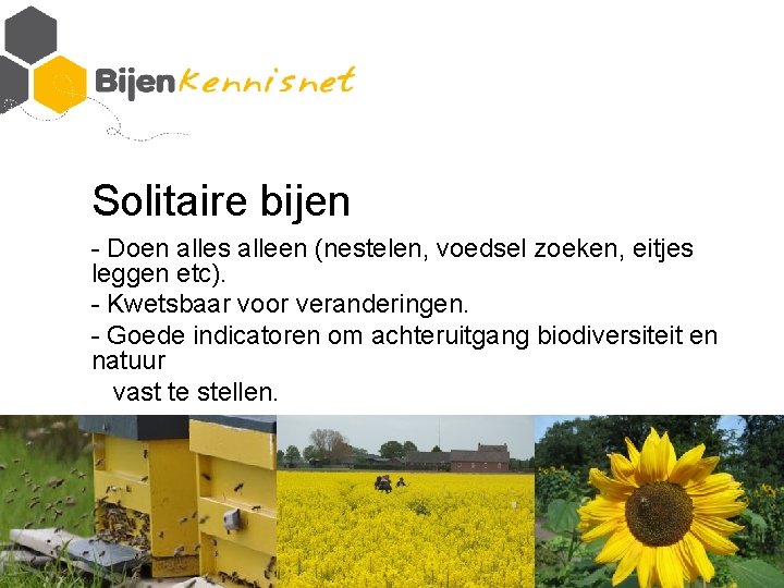 Solitaire bijen - Doen alles alleen (nestelen, voedsel zoeken, eitjes leggen etc). - Kwetsbaar