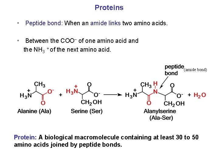 Proteins • Peptide bond: When an amide links two amino acids. • Between the