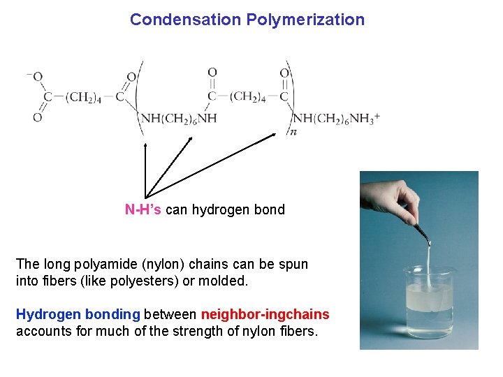 Condensation Polymerization N H’s can hydrogen bond The long polyamide (nylon) chains can be