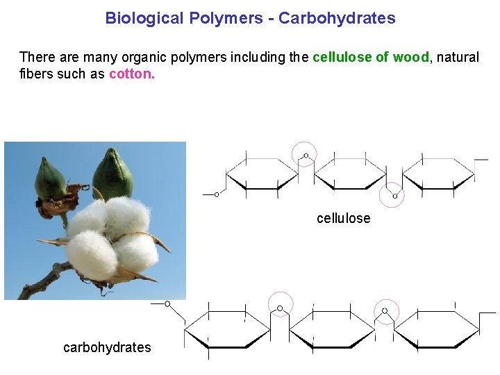 Biological Polymers Carbohydrates There are many organic polymers including the cellulose of wood, natural
