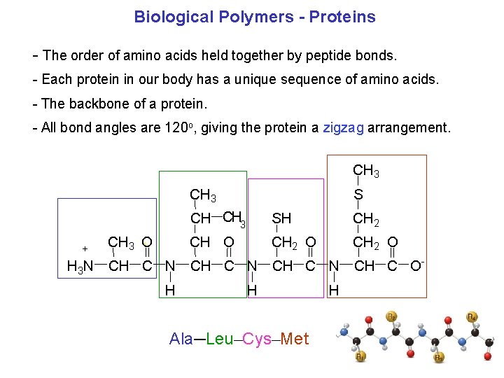 Biological Polymers Proteins The order of amino acids held together by peptide bonds. Each