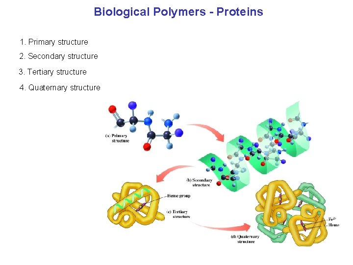 Biological Polymers Proteins 1. Primary structure 2. Secondary structure 3. Tertiary structure 4. Quaternary