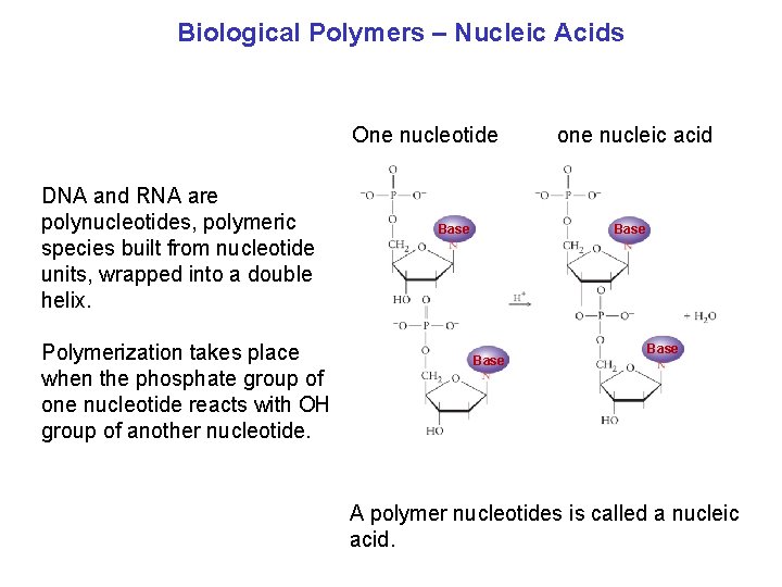 Biological Polymers – Nucleic Acids One nucleotide DNA and RNA are polynucleotides, polymeric species