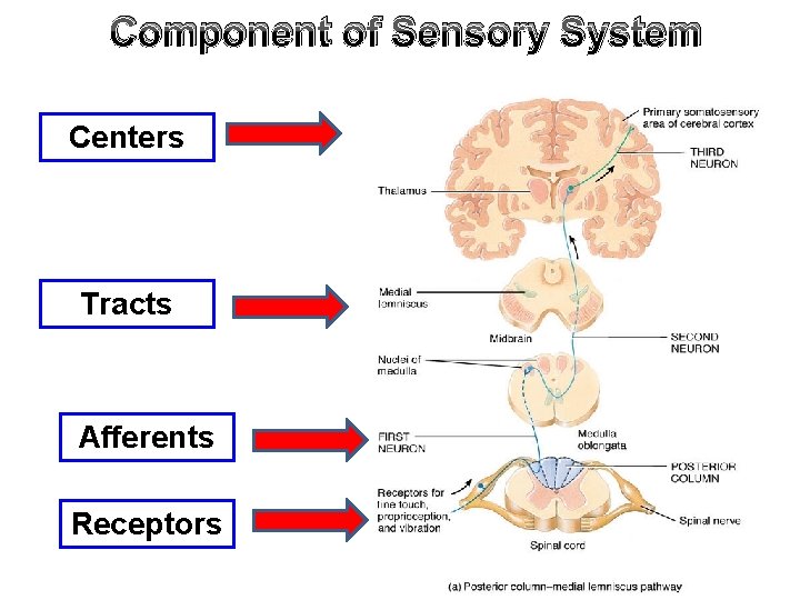 Component of Sensory System Centers Tracts Afferents Receptors 