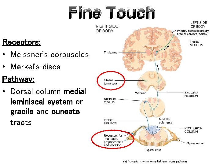 Fine Touch Receptors: • Meissner's corpuscles • Merkel's discs Pathway: • Dorsal column medial