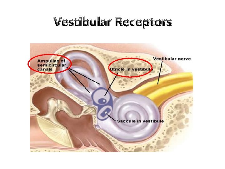 Vestibular Receptors 