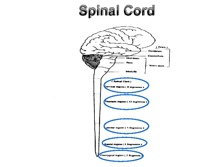 Spinal Cord 