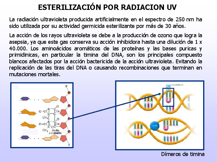 ESTERILIZACIÓN Luz ultravioleta POR RADIACION UV La radiación ultravioleta producida artificialmente en el espectro