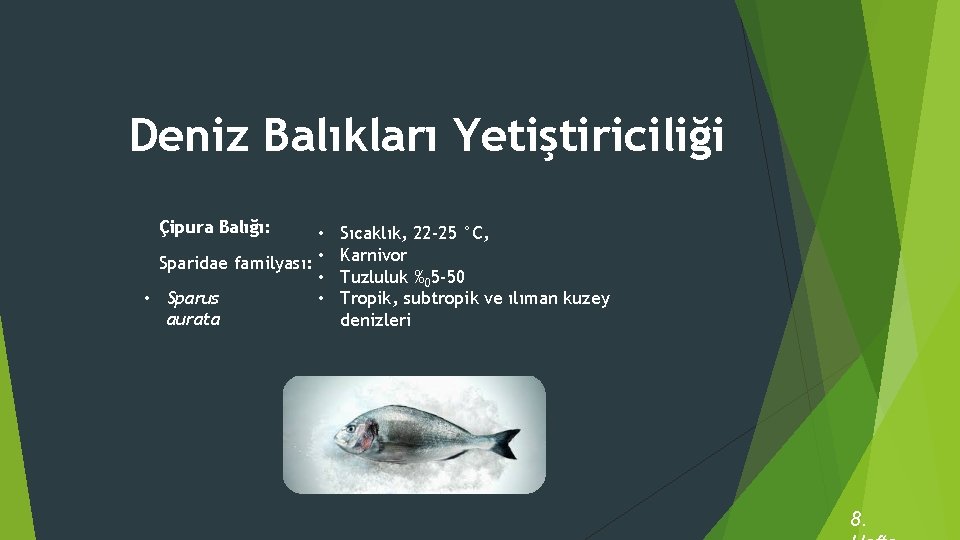 Deniz Balıkları Yetiştiriciliği Çipura Balığı: • Sparidae familyası: • • • Sparus • aurata