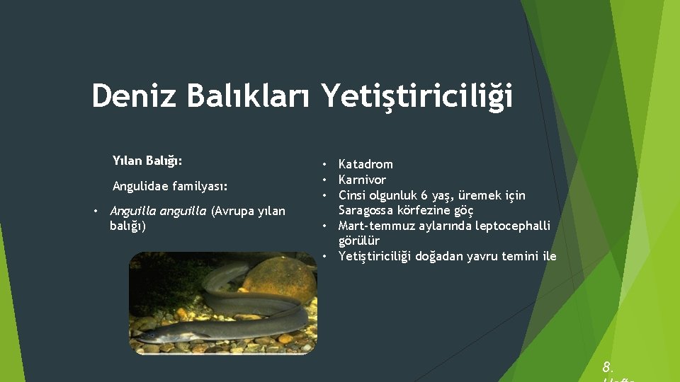 Deniz Balıkları Yetiştiriciliği Yılan Balığı: Angulidae familyası: • Anguilla anguilla (Avrupa yılan balığı) •