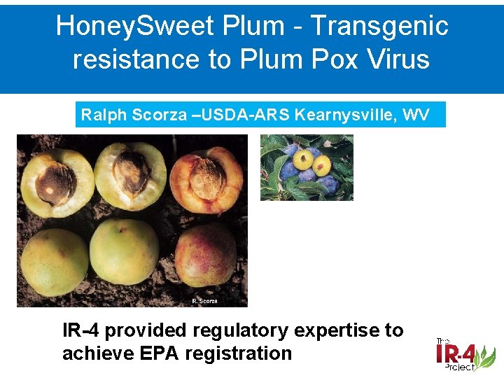 Honey. Sweet Plum - Transgenic resistance to Plum Pox Virus Ralph Scorza –USDA-ARS Kearnysville,