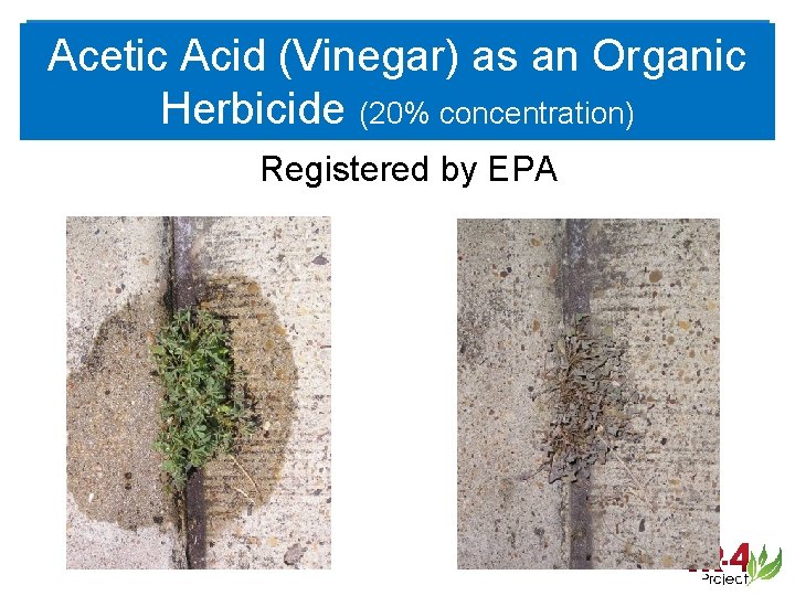 Acetic Acid (Vinegar) as an Organic Herbicide (20% concentration) Registered by EPA 