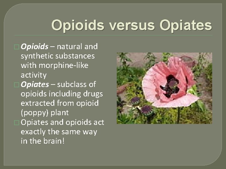 Opioids versus Opiates � Opioids – natural and synthetic substances with morphine-like activity �