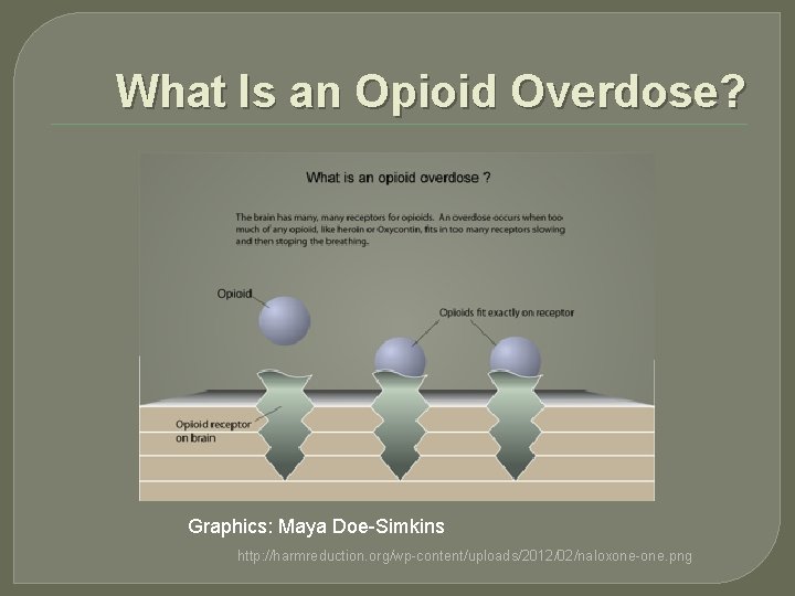 What Is an Opioid Overdose? Graphics: Maya Doe-Simkins http: //harmreduction. org/wp-content/uploads/2012/02/naloxone-one. png 